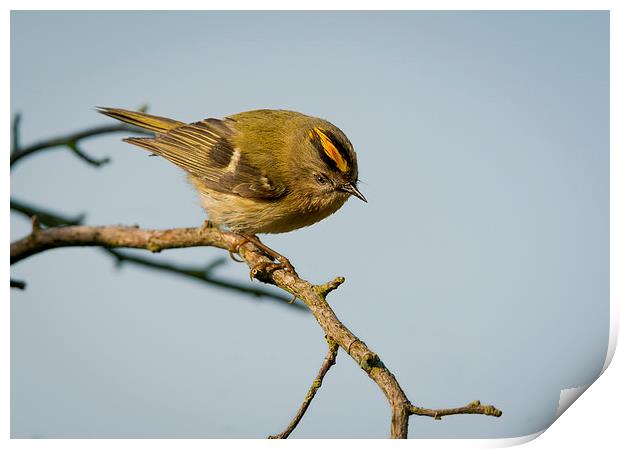  Goldcrest Male Print by mhfore Photography