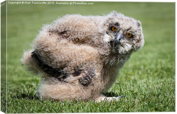  1 month old eagle owl chick Canvas Print by Alan Tunnicliffe