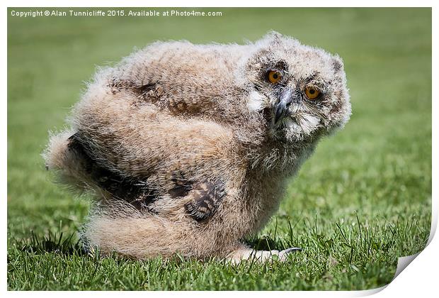  1 month old eagle owl chick Print by Alan Tunnicliffe
