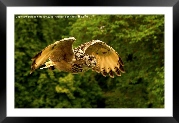  Eagle Owl Framed Mounted Print by Robert Murray
