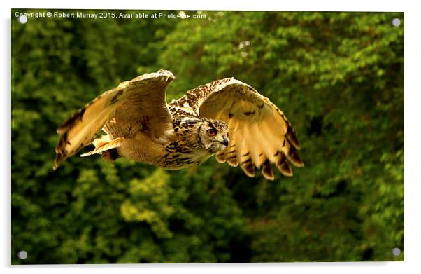  Eagle Owl Acrylic by Robert Murray
