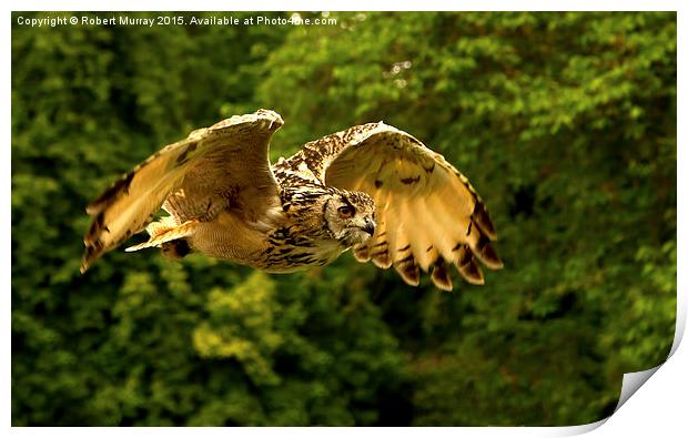  Eagle Owl Print by Robert Murray