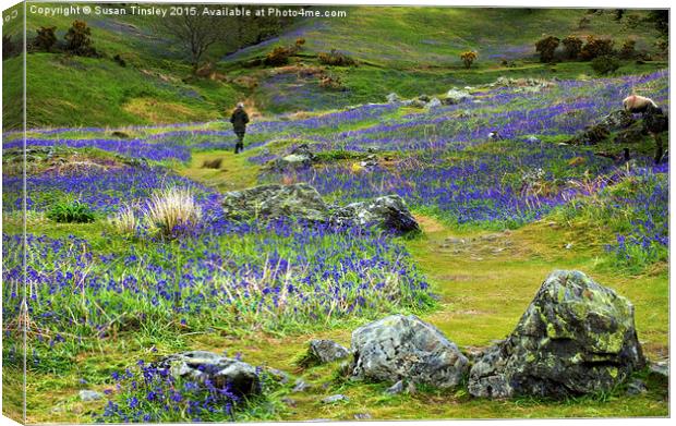 Walk among the bluebells Canvas Print by Susan Tinsley