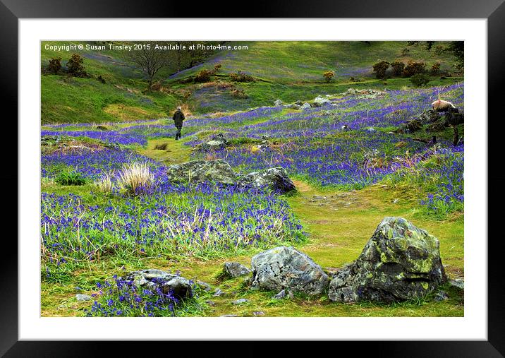 Walk among the bluebells Framed Mounted Print by Susan Tinsley
