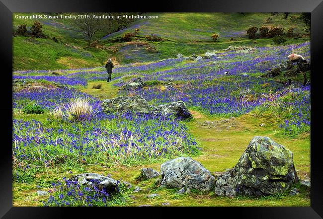 Walk among the bluebells Framed Print by Susan Tinsley