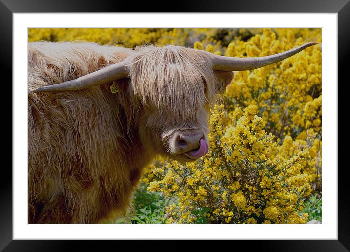  Hairy Coo! Framed Mounted Print by Ann McGrath