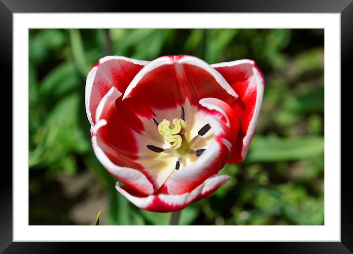  Red Tulip Framed Mounted Print by Ann McGrath