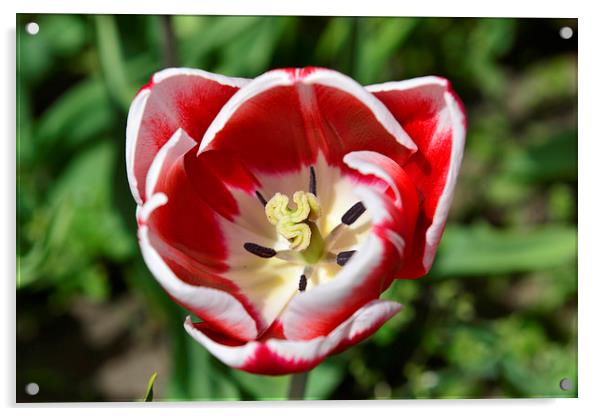  Red Tulip Acrylic by Ann McGrath