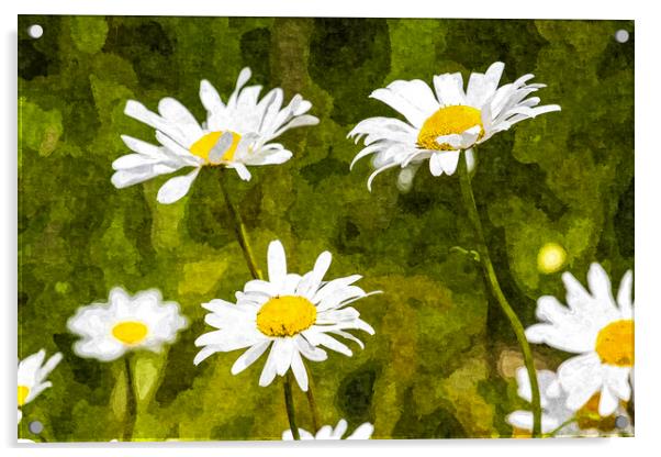 The Daisy Field Art Acrylic by David Pyatt