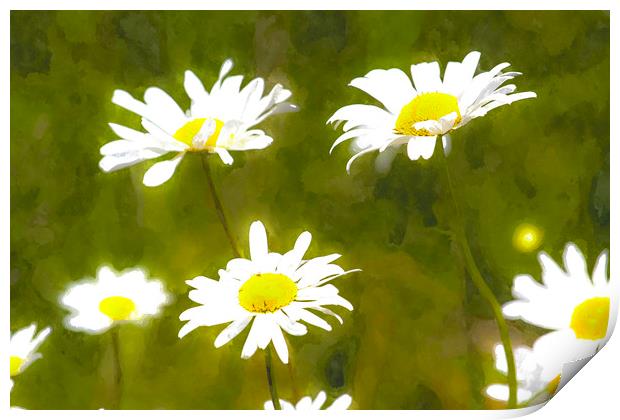 Daisy Art Print by David Pyatt