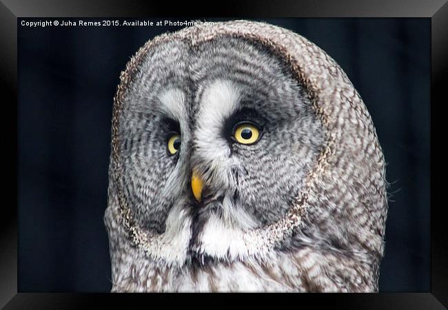 Great Grey Owl Framed Print by Juha Remes