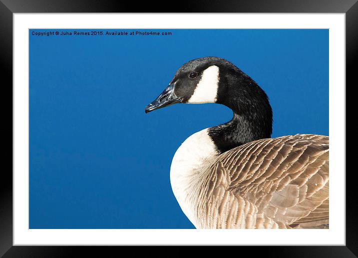 Canada Goose Framed Mounted Print by Juha Remes