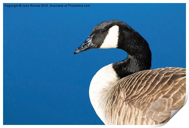 Canada Goose Print by Juha Remes