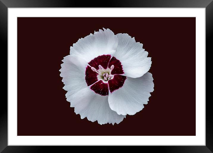 Dainty Dame Framed Mounted Print by Steve Purnell