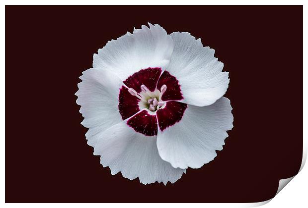 Dainty Dame Print by Steve Purnell