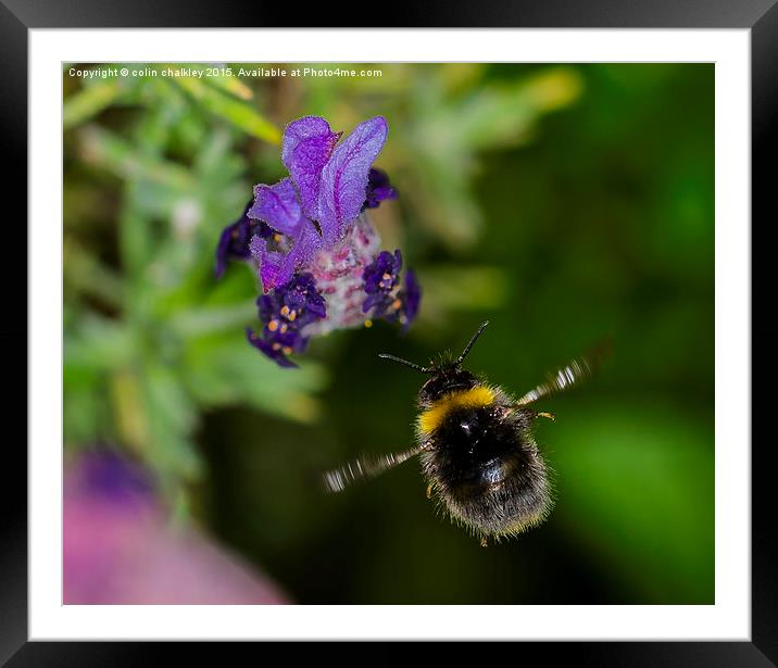  Bee homing in on dinner Framed Mounted Print by colin chalkley