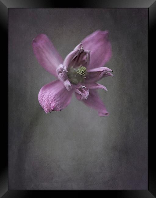  Clematis Framed Print by clint hudson