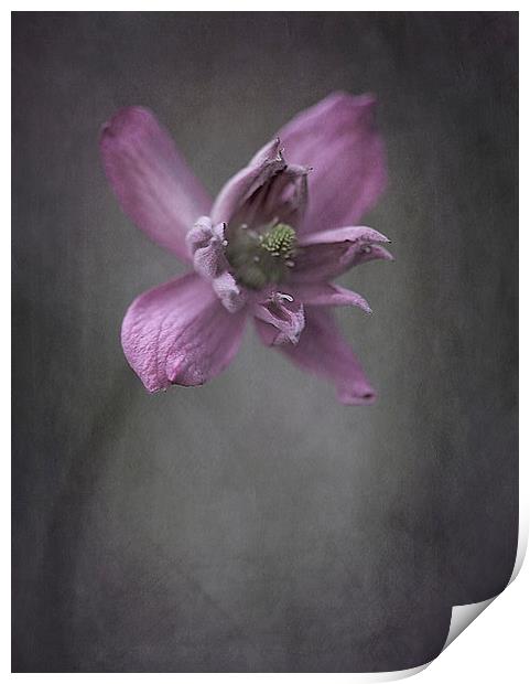  Clematis Print by clint hudson