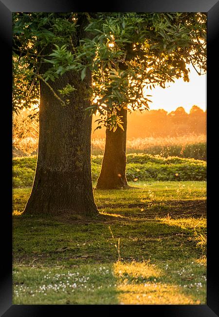  Sunset by the Meadow Framed Print by Keith Douglas