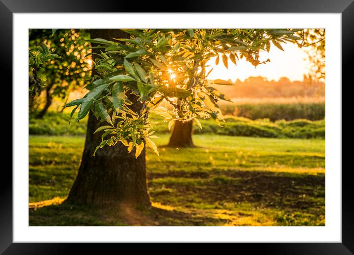 Sunset through the trees  Framed Mounted Print by Keith Douglas