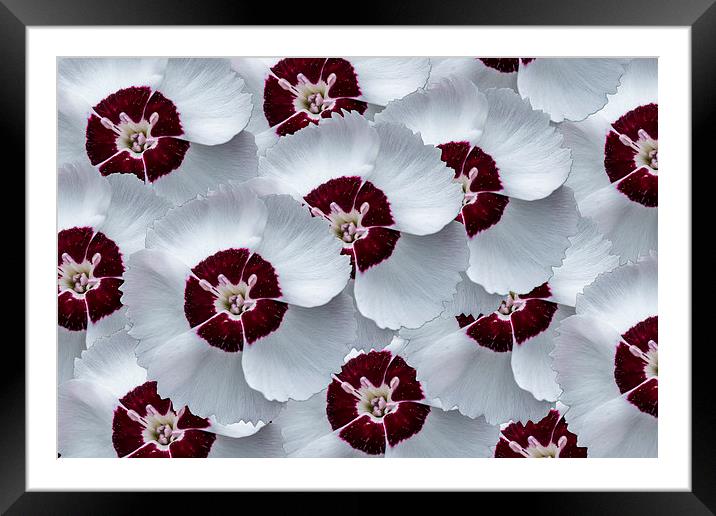 Dainty Dame Mix Framed Mounted Print by Steve Purnell