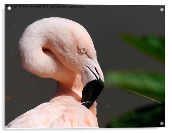  Flamingo In The Sun Acrylic by sharon bennett