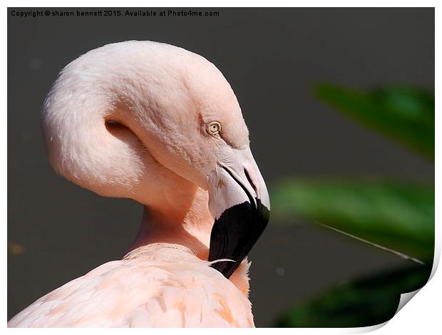  Flamingo In The Sun Print by sharon bennett