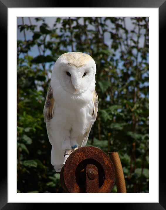 Barn Owl Framed Mounted Print by George Thurgood Howland