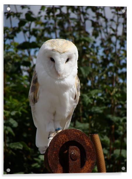 Barn Owl Acrylic by George Thurgood Howland