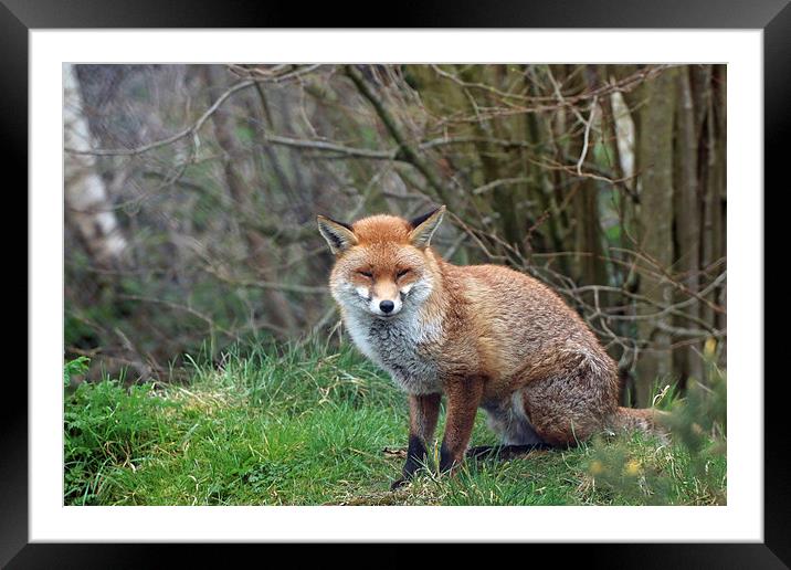  cute fox Framed Mounted Print by Martyn Bennett