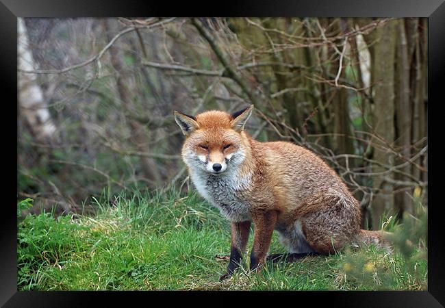  cute fox Framed Print by Martyn Bennett
