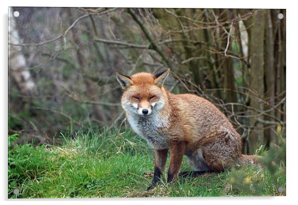  cute fox Acrylic by Martyn Bennett