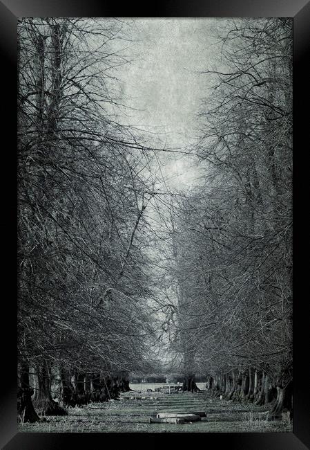  Tall Trees Framed Print by Svetlana Sewell
