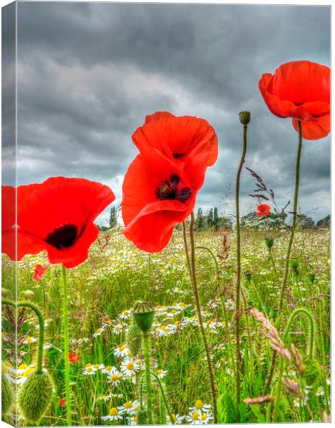  Poppies Canvas Print by Kim Slater