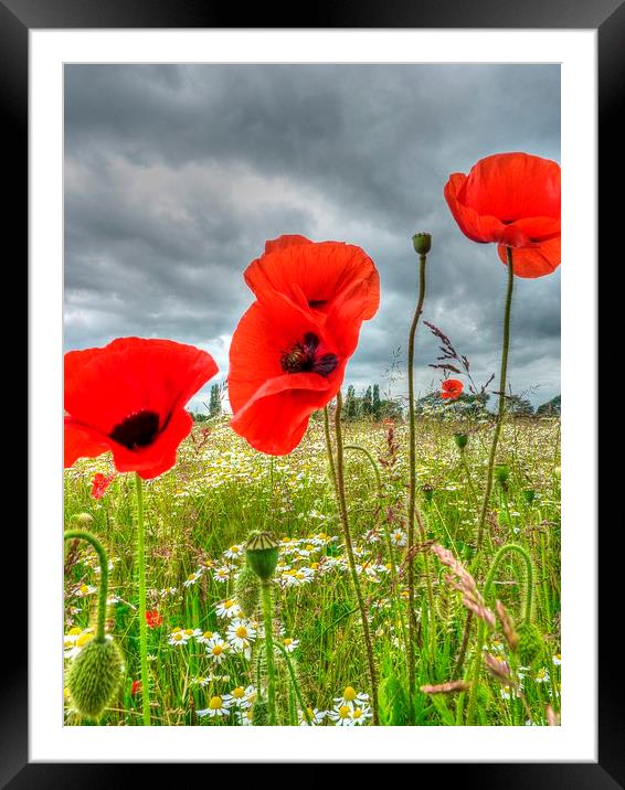  Poppies Framed Mounted Print by Kim Slater