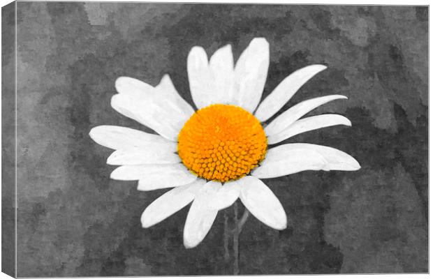 The Daisy Art Canvas Print by David Pyatt