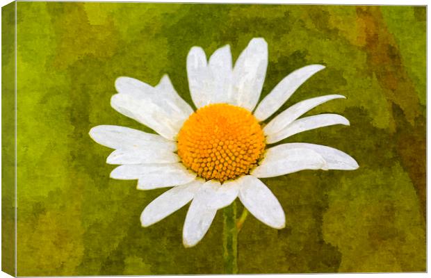 The Daisy Art Canvas Print by David Pyatt