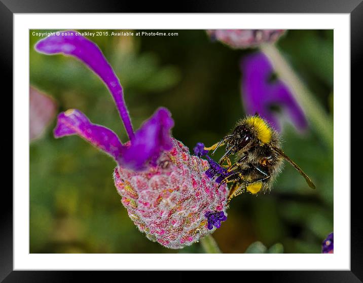  It's Bee Again! Framed Mounted Print by colin chalkley