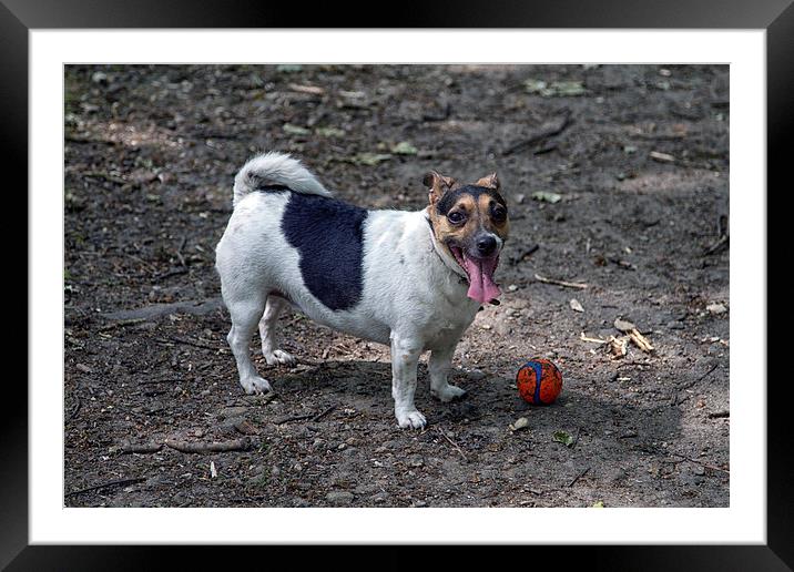  Miniture jack russel at play in park  Framed Mounted Print by simon sugden