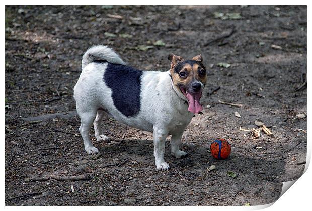  Miniture jack russel at play in park  Print by simon sugden