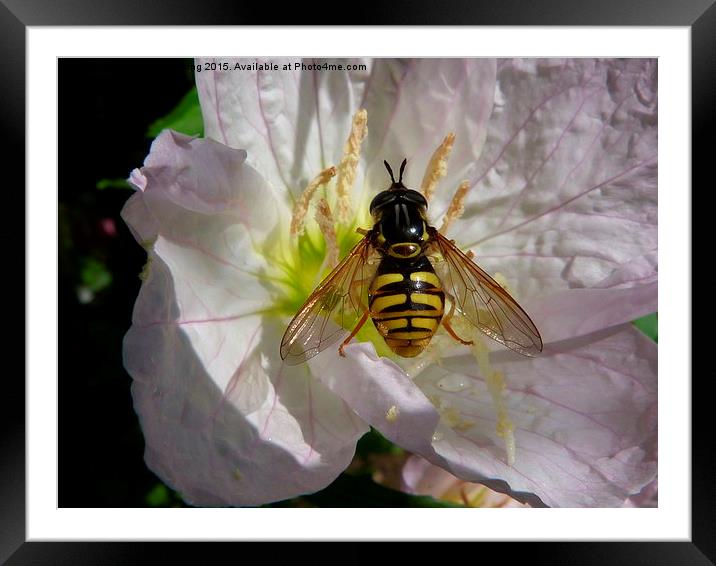  Hoverfly on Flower Framed Mounted Print by Stephen Cocking