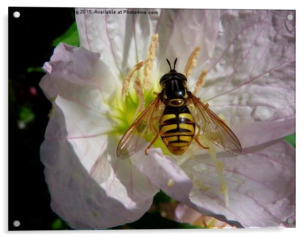  Hoverfly on Flower Acrylic by Stephen Cocking