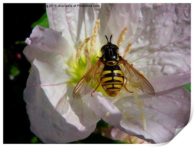  Hoverfly on Flower Print by Stephen Cocking