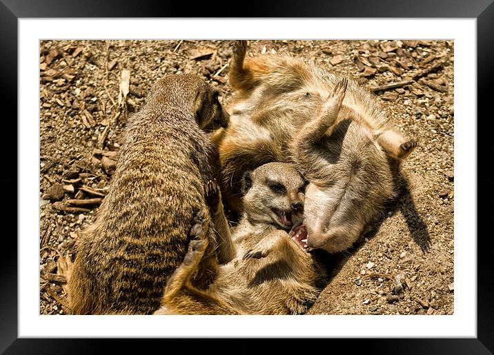 Meerkats Play Time Framed Mounted Print by Jay Lethbridge