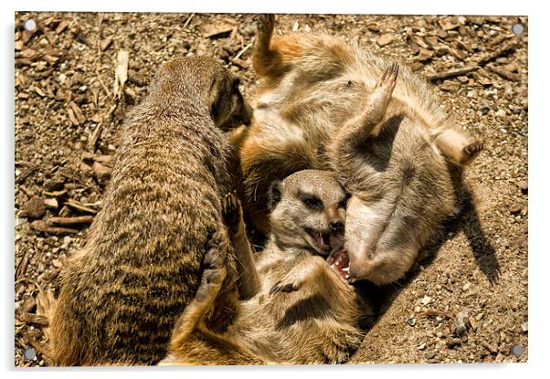 Meerkats Play Time Acrylic by Jay Lethbridge
