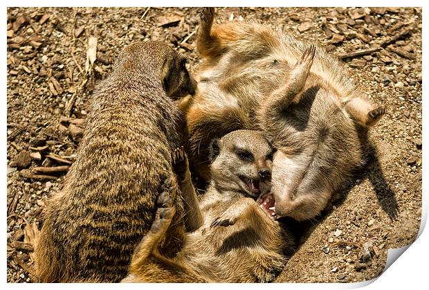 Meerkats Play Time Print by Jay Lethbridge