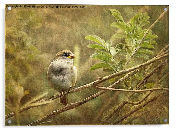  Young Sparrow Acrylic by LIZ Alderdice