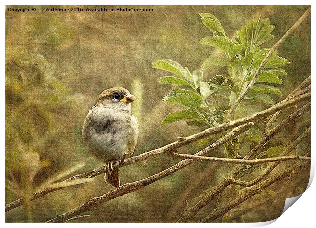  Young Sparrow Print by LIZ Alderdice