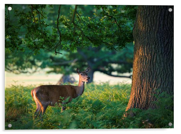 Deer  Acrylic by Inguna Plume