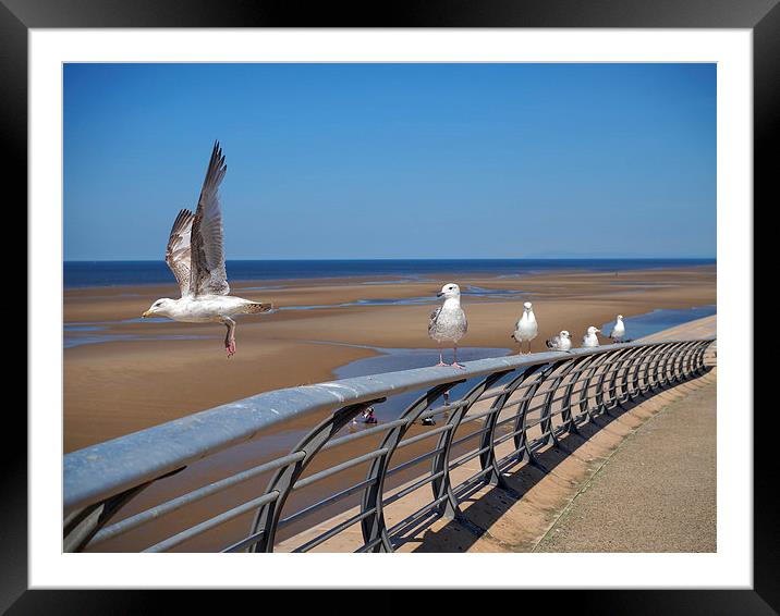 Blackpool Gulls Framed Mounted Print by Victor Burnside